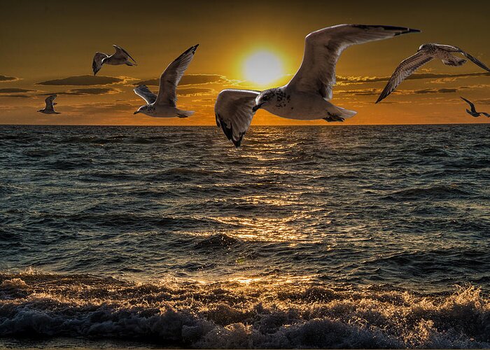 Surf Greeting Card featuring the photograph Flying Gulls at Sunset by Randall Nyhof