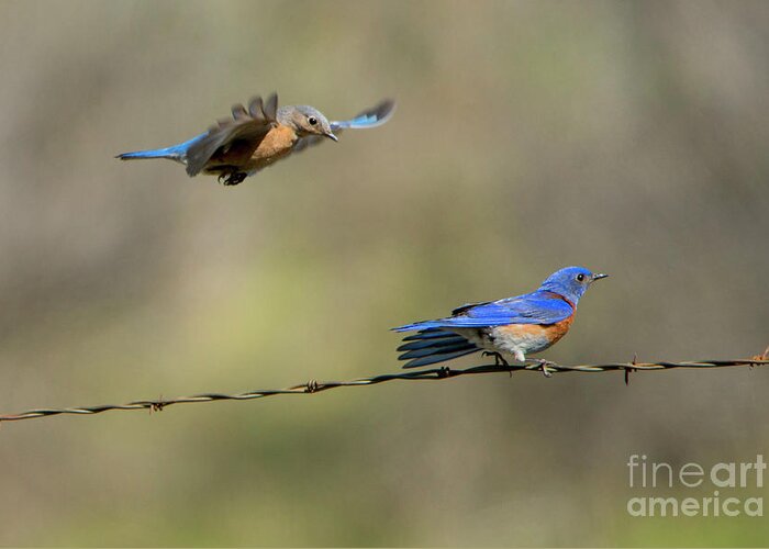 Western Bluebirds Greeting Card featuring the photograph Flying to you by Michael Dawson