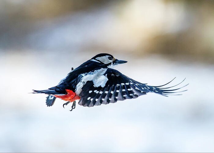 Flying Woodpecker Greeting Card featuring the photograph Flying Woodpecker by Torbjorn Swenelius