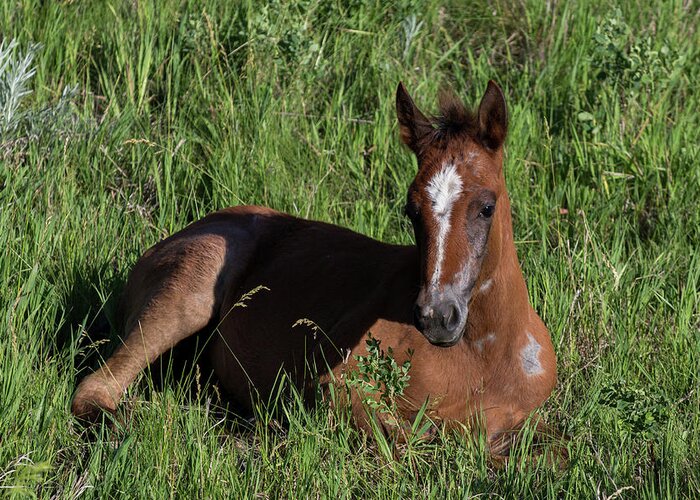 Foal Greeting Card featuring the photograph Foal in Grass by John Daly