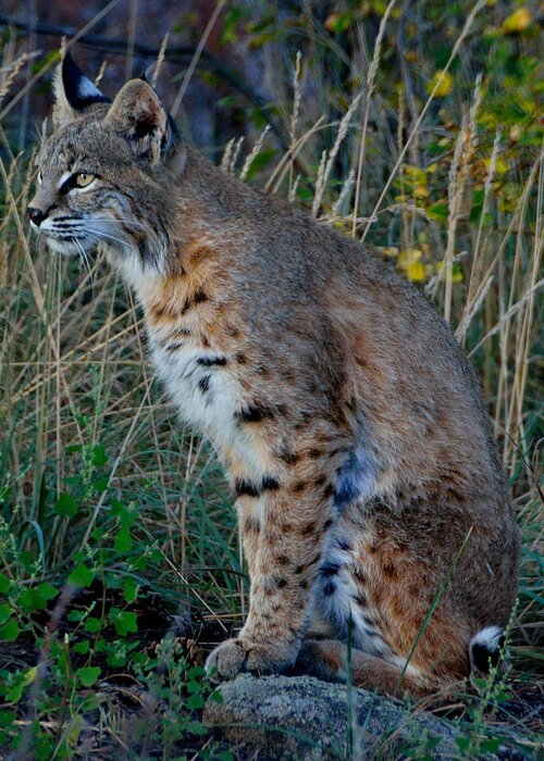 Bobcat Greeting Card featuring the photograph Focused On the Hunt 2 by Tranquil Light Photography