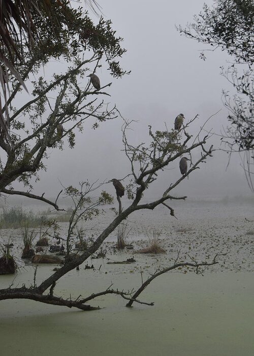 Black Crowned Night Heron Greeting Card featuring the photograph Fog in the Morning by Jim Bennight