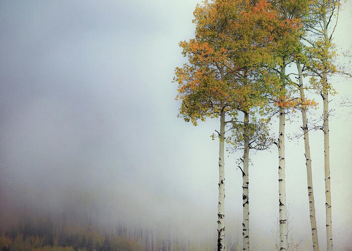 Colorado Greeting Card featuring the photograph Foggy Aspen by Doug Sturgess