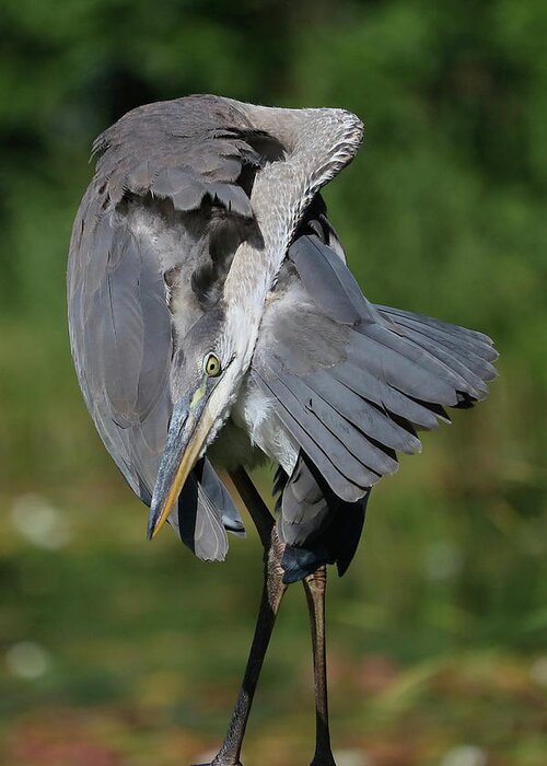 Great Blue Heron Greeting Card featuring the photograph Folded by Doris Potter