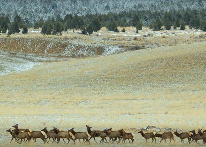 Elk Greeting Card featuring the photograph Follow Me.. by Al Swasey