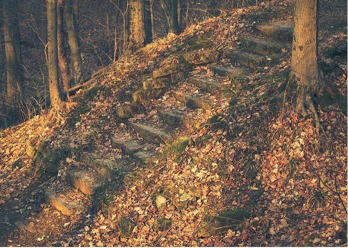 Steps Greeting Card featuring the photograph Follow Nature's Lead by Viviana Nadowski