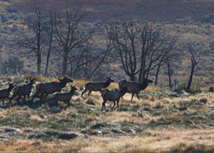 Elk Greeting Card featuring the photograph Follow the Leader - Elk in Rut by Mark Kiver
