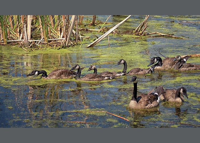 Geese Greeting Card featuring the photograph Follow the Leader by Susan Rissi Tregoning