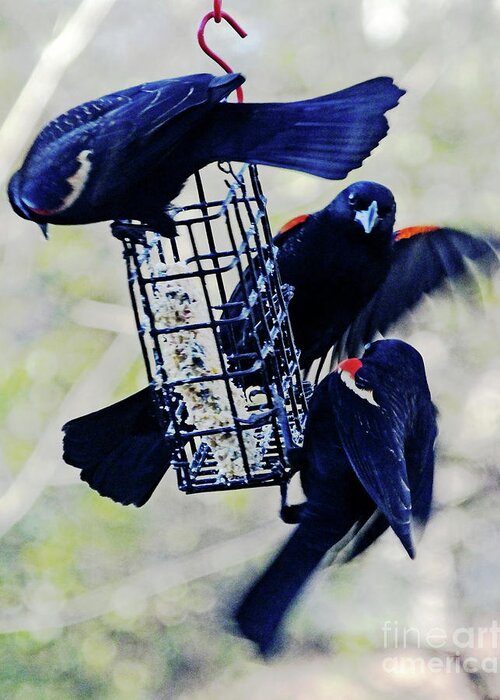 Blackbirds Greeting Card featuring the photograph Food Fight 2 by Lizi Beard-Ward