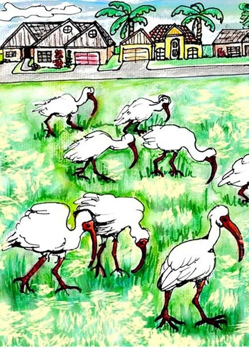 Ibis Greeting Card featuring the drawing Foraging ibis by Carol Allen Anfinsen