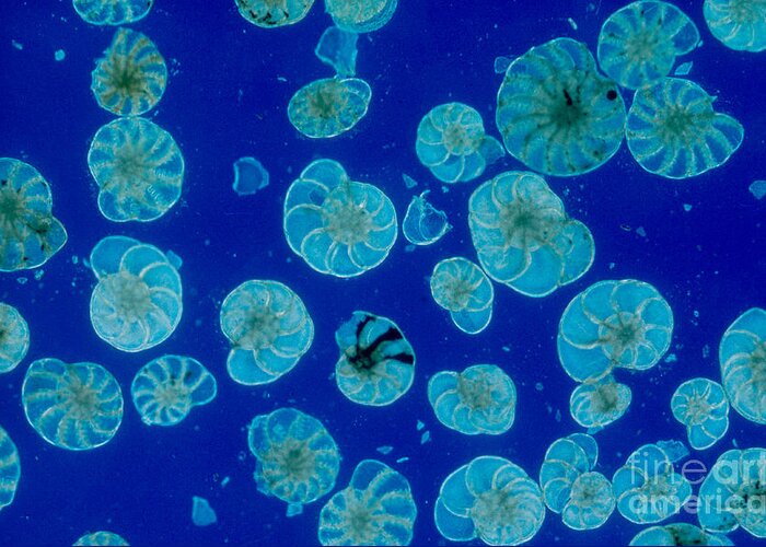 Microscopic Greeting Card featuring the photograph Foraminifera by M. I. Walker
