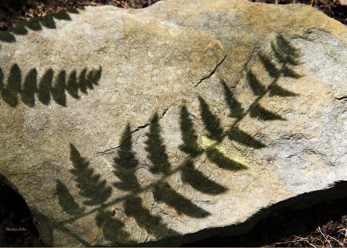 Fern Greeting Card featuring the photograph Forest Fern Shadows by Christina Rollo