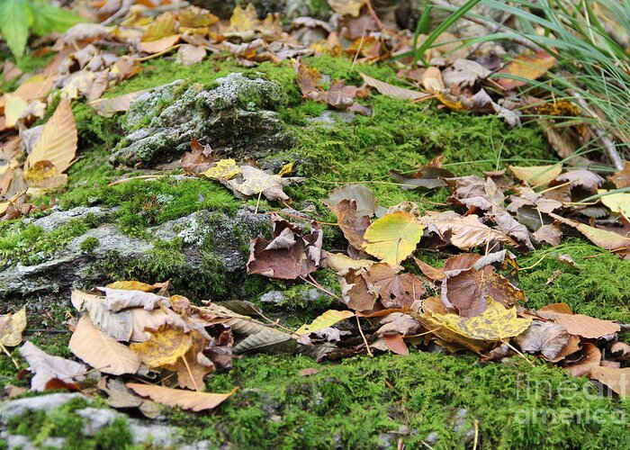 Moss Greeting Card featuring the photograph Forest Floor by Allen Nice-Webb