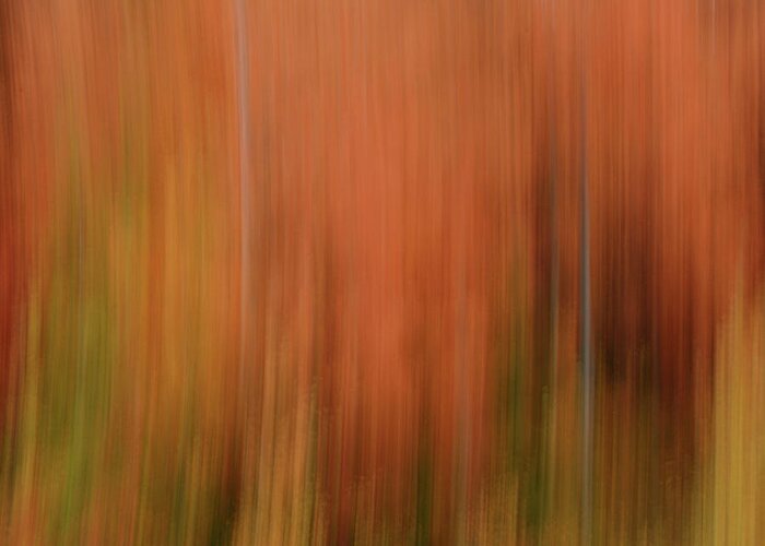 Autumn Greeting Card featuring the photograph Forest Illusions- Autumnal Fire by Whispering Peaks Photography