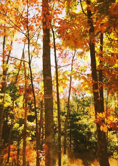 Trees Greeting Card featuring the photograph Forest In Fall by Cat Rondeau