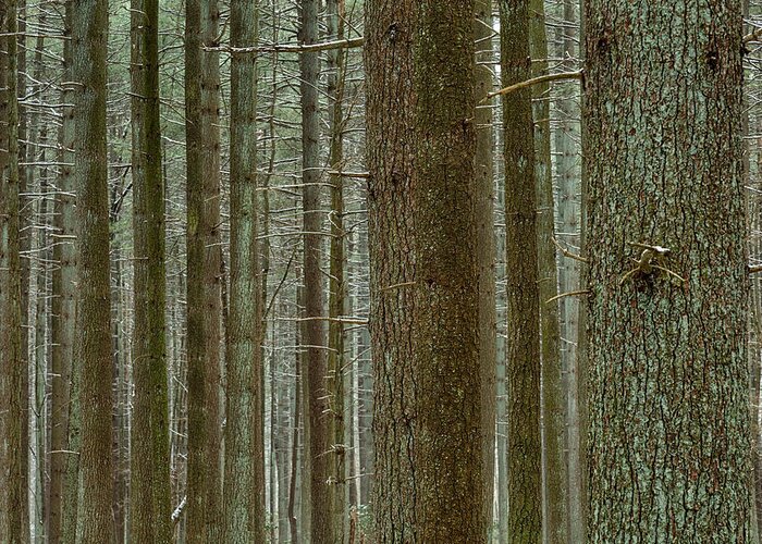 Trees Greeting Card featuring the photograph Forest Pattern by Denise Bush