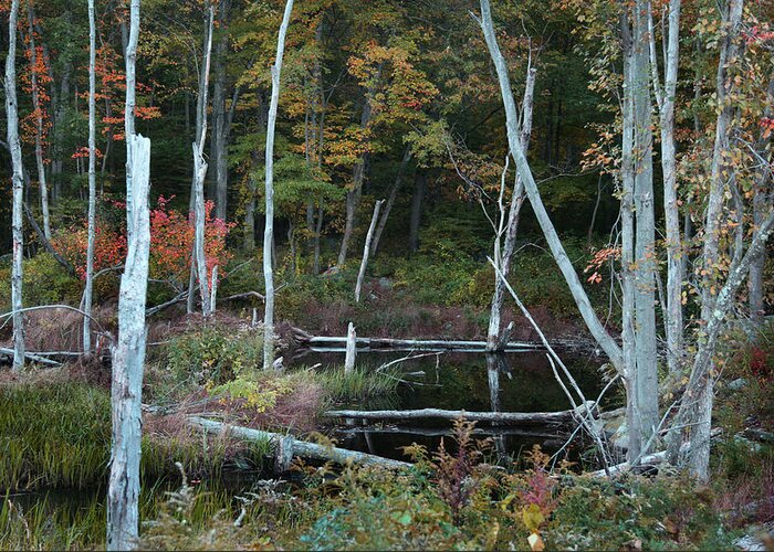 Forest Greeting Card featuring the photograph Forest pond by Joseph G Holland