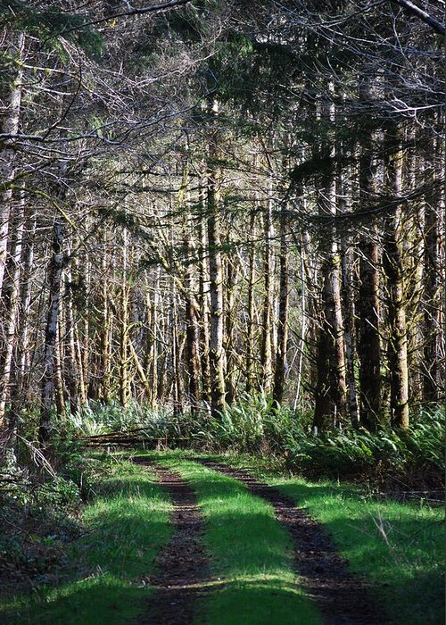 Forest Greeting Card featuring the photograph Forest Road by Gene Ritchhart
