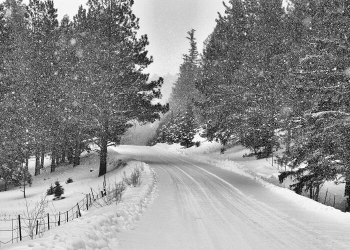 New Mexico Greeting Card featuring the photograph Forest Road in the Snow by Jacqui Binford-Bell