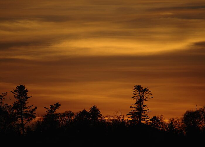 Forest Greeting Card featuring the photograph Forest Sunset by Adrian Wale