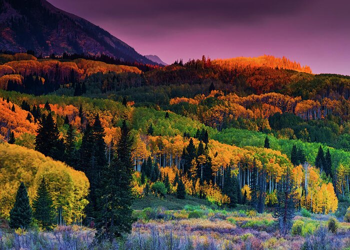 Aspen Greeting Card featuring the photograph Forests Of Fall by John De Bord