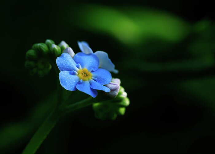 Forget-me-not Greeting Card featuring the photograph Forget-me-not by Rob Davies