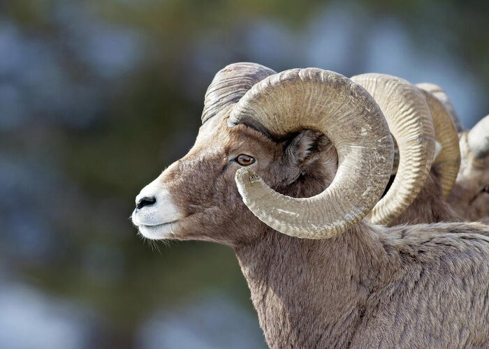 Bighorn Greeting Card featuring the photograph Formation by Eilish Palmer