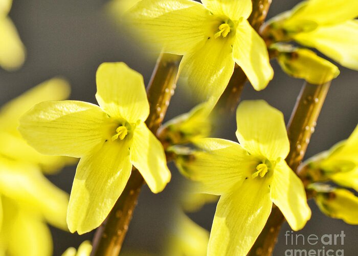 Spring Greeting Card featuring the photograph Forsythia Three by Traci Cottingham