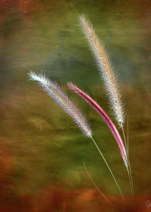Flower Greeting Card featuring the photograph Fountain Grass by Endre Balogh
