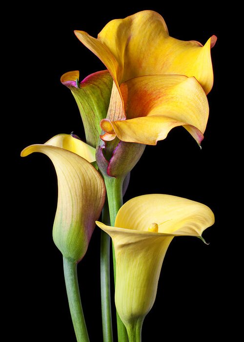 Calla Lily Greeting Card featuring the photograph Four calla lilies by Garry Gay