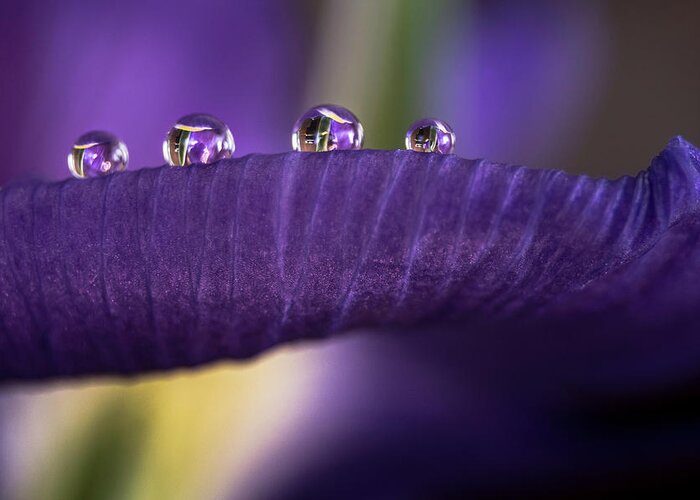 Drops Greeting Card featuring the photograph Four drops by Wolfgang Stocker