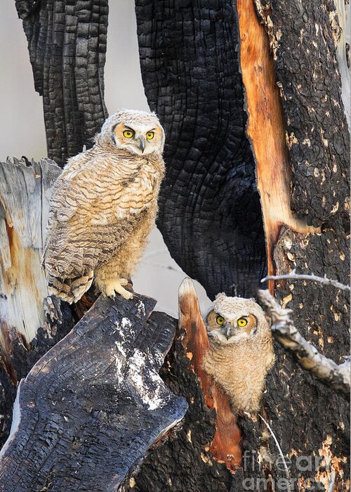 Great Horned Owls Greeting Card featuring the photograph Four Eyes by Aaron Whittemore