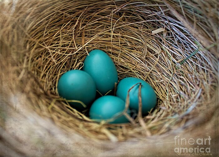 Robin Eggs Greeting Card featuring the photograph Four Robin Eggs In Nest by Barbara McMahon