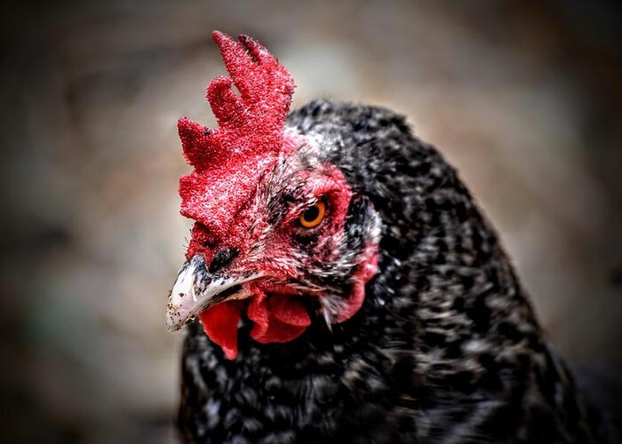 Chicken Greeting Card featuring the photograph Fowl Scowl by Michael Brungardt