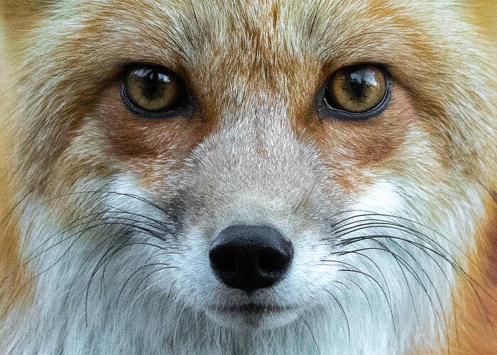 Red Fox Greeting Card featuring the photograph Fox Eyes by Mindy Musick King