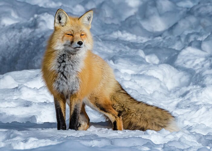 Fox Greeting Card featuring the photograph Fox On A Winter Afternoon by Yeates Photography