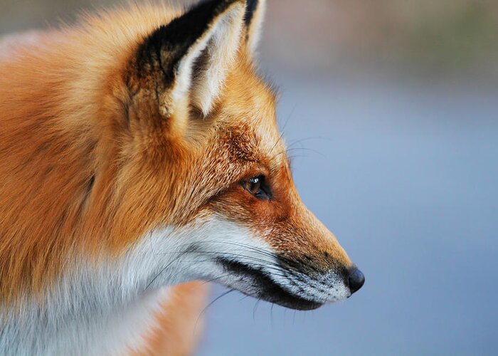 Animal Greeting Card featuring the photograph Fox profile by Mircea Costina Photography