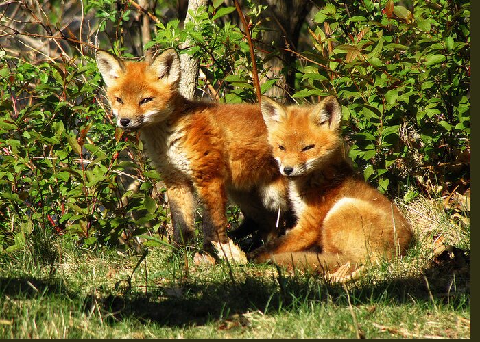 Hovind Greeting Card featuring the photograph Fox Pups by Scott Hovind