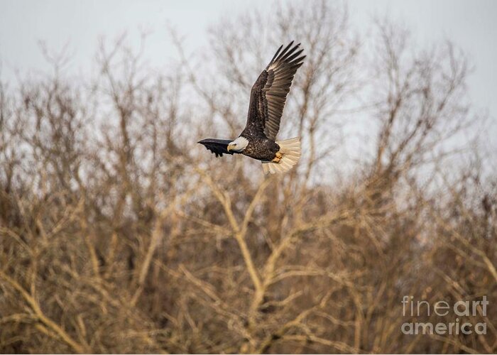 Fox River Greeting Card featuring the photograph Fox River Eagles - 4 by David Bearden