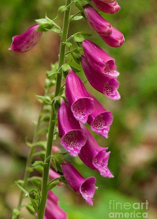 Photography Greeting Card featuring the photograph Foxglove by Sean Griffin