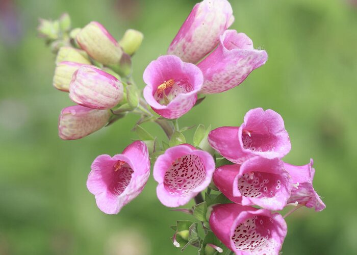 Foxglove Greeting Card featuring the photograph Foxgloves by Diane Fifield