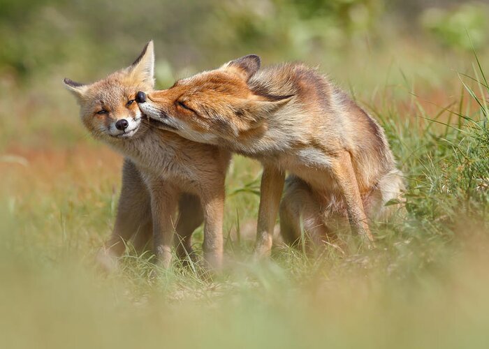 Fox Greeting Card featuring the photograph Foxy Love Series - But Mo-om II by Roeselien Raimond