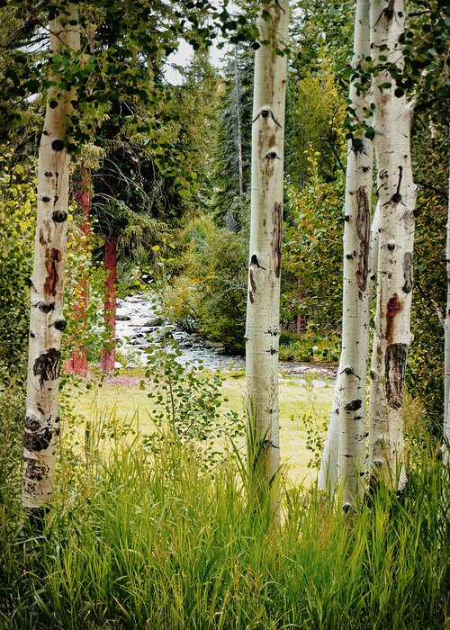 Trees Greeting Card featuring the photograph Framed By Aspens by John Anderson