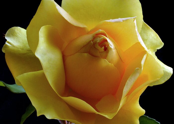 Yellow Rose Greeting Card featuring the photograph Freedom Rose by Terence Davis