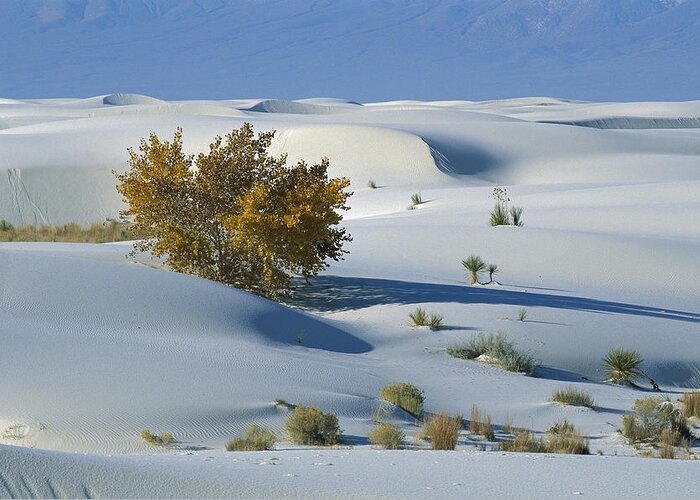 00198316 Greeting Card featuring the photograph Fremont Cottonwood at White Sands by Konrad Wothe