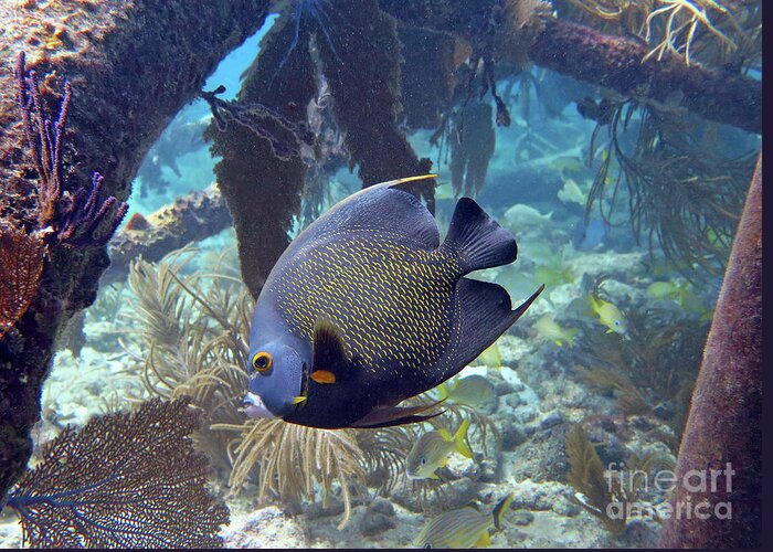Underwater Greeting Card featuring the photograph French Angelfish 2 by Daryl Duda