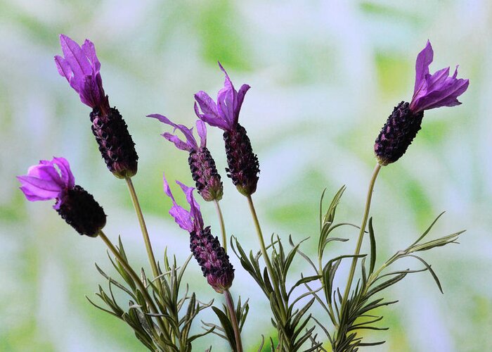 Lavender Greeting Card featuring the photograph French Lavender by Terence Davis