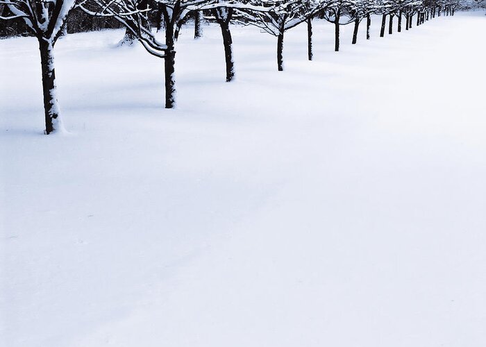Winter Greeting Card featuring the photograph Fresh Snow by John Hansen