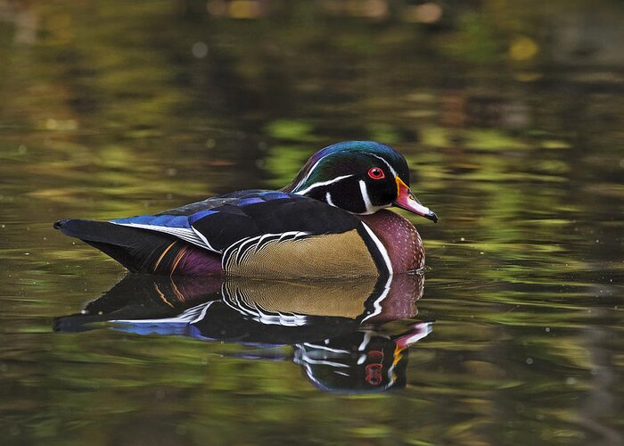 Wood Duck Greeting Card featuring the photograph Fresh by Tony Beck