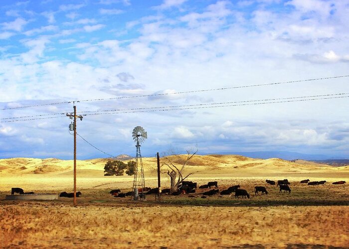 Cows Greeting Card featuring the photograph Fresno County Pastoral by Timothy Bulone